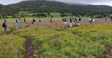 पुरंदर किल्ल्याच्या पायथ्याशी फुलले ‘मिनी कास पठार’, पर्यटकांची गर्दी